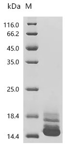 Human Seizure protein 6 homolog (SEZ6), partial Recombinant Protein, N-Myc/C-10His, Homo sapiens (Human), Mammalian cell, N-terminal Myc-tagged and C-terminal 10xHis-tagged, 12.2 kDa, purity >≥ 95% as determined by SDS-PAGE.≥ 95% as determined by SEC-HPLC.
