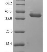 Dog Anionic trypsin Recombinant Protein - BioCrest Sci