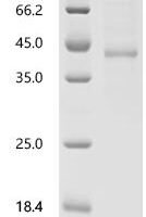 Mouse Bone morphogenetic protein 4 (Bmp4) Recombinant Protein, N-hFc1 - BioCrest Sci