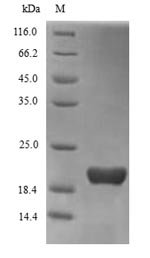 Human Triggering receptor expressed on myeloid cells 2 (TREM2), partial Recombinant Protein, Homo sapiens (Human), Yeast, N-terminal 6xHis-tagged, 19.4 kDa, purity >≥ 90% as determined by SDS-PAGE.