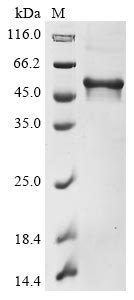 Human Microtubule-associated protein tau (MAPT) Recombinant Protein, N-10His, Homo sapiens (Human), E.coli, N-terminal 10xHis-tagged, 51.9 kDa, purity >≥ 85% as determined by SDS-PAGE.