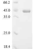 Mouse Protein Wnt-5a (Wnt5a) Recombinant Protein, C-His - BioCrest Sci