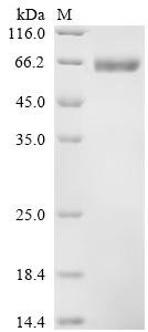 Human Hyaluronidase PH-20 (SPAM1), partial Recombinant Protein, Homo sapiens (Human), Mammalian cell, C-terminal 10xHis-tagged, 56.5 kDa, purity >≥ 95% as determined by SDS-PAGE.