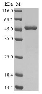 Gallus gallus Heat shock 70 kDa protein, partial Recombinant Protein, Gallus gallus (Chicken), Baculovirus, N-terminal 10xHis-tagged and C-terminal Myc-tagged, 46.5 kDa, purity >≥ 85% as determined by SDS-PAGE.