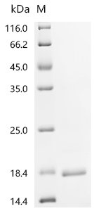 Clostridium botulinum Hemagglutinin component of the neurotoxin complex (ha17) Recombinant Protein, Clostridium botulinum, E.coli, C-terminal Myc-tagged, 24.4 kDa, purity >≥ 85% as determined by SDS-PAGE.