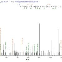 Mouse Macrophage migration inhibitory factor (Mif) Recombinant Protein - BioCrest Sci