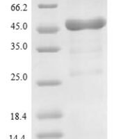 Lysobacter enzymogenes Lysyl endopeptidase Recombinant Protein, N-10His-SUMO/C-Myc - BioCrest Sci