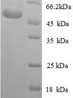 Mouse Acyl-protein thioesterase 1 (Lypla1) Recombinant Protein, N-GST - BioCrest Sci