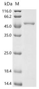 Chlamydia trachomatis Major outer membrane porin, serovar H (ompA) Recombinant Protein, Chlamydia trachomatis, E.coli, N-terminal 6xHis-tagged, 47.6 kDa, purity >≥ 90% as determined by SDS-PAGE.