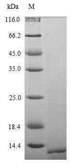 Pig Parathyroid hormone (PTH) Recombinant Protein, Sus scrofa (Pig), Mammalian cell, N-terminal 6xHis-Myc-tagged, 13.6 kDa, purity >≥ 90% as determined by SDS-PAGE.