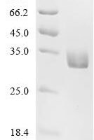Dog Mastin Recombinant Protein, C-His, aa 31–280, Yeast - BioCrest Sci