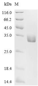 Dog Mastin Recombinant Protein, C-His, aa 31–280, Yeast, Canis lupus familiaris (Dog) (Canis familiaris), Yeast, C-terminal 6xHis-tagged, 29.3 kDa, purity >≥ 95% as determined by SDS-PAGE.