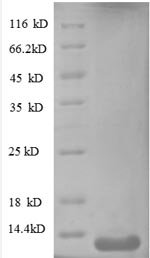 Human C-X-C motif chemokine 10 protein (CXCL10) Recombinant Protein, Homo sapiens (Human), E.coli, N-terminal 6xHis-tagged, 15.5 kDa, purity >≥ 90% as determined by SDS-PAGE.