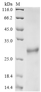 Mouse Protein FAM3B (Fam3b) Recombinant Protein, Mus musculus (Mouse), Yeast, N-terminal 8xHis-tagged, 25.0 kDa, purity >≥ 85% as determined by SDS-PAGE.