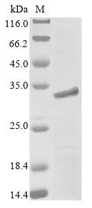 Mouse Myocilin (Myoc), partial Recombinant Protein, Mus musculus (Mouse), Yeast, N-terminal 6xHis-tagged, 32.8 kDa, purity >≥ 90% as determined by SDS-PAGE.