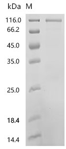Human Protein Wnt-8a (WNT8A) Recombinant Protein, C-10His-HSA, Mammalian cell, C-terminal 10xHis-HSA-tagged, 104.5 kDa, purity >≥ 90% as determined by SDS-PAGE.