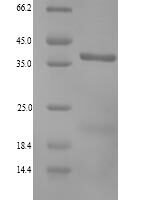 Dog Annexin A13 (ANXA13) Recombinant Protein, N-His, Mature - BioCrest Sci