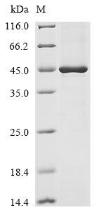 Human Protein flightless-1 homolog (FLII), partial Recombinant Protein, N-10His/C-Myc, Homo sapiens (Human), E.coli, N-terminal 10xHis-tagged and C-terminal Myc-tagged, 44.6 kDa, purity >≥ 85% as determined by SDS-PAGE.