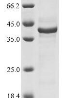 Bovine Alpha-S2-casein (CSN1S2) Recombinant Protein - BioCrest Sci