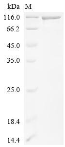 Human E3 ubiquitin-protein ligase DTX3L (DTX3L) Recombinant Protein, Homo sapiens (Human), Yeast, C-terminal Twin-Strep-tagged, 86.6 kDa, purity >≥ 85% as determined by SDS-PAGE.