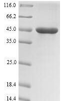 Pseudomonas aeruginosa Regulatory protein RhlR (rhlR) Recombinant Protein - BioCrest Sci