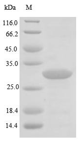 Helicobacter pylori Urease subunit alpha (ureA) Recombinant Protein, N-His, aa 1–238, E.coli, Helicobacter pylori (strain ATCC 700392 / 26695) (Campylobacter pylori), E.coli, N-terminal 6xHis-tagged, 30.5 kDa, purity >≥ 85% as determined by SDS-PAGE.