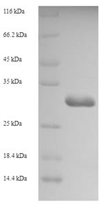 Rat Allograft inflammatory factor 1 (Aif1) Recombinant Protein, N-His-SUMO, Rattus norvegicus (Rat), E.coli, N-terminal 6xHis-SUMO-tagged, 32.7 kDa, purity >≥ 90% as determined by SDS-PAGE.
