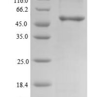Human Clavesin-2 (CLVS2) Recombinant Protein - BioCrest Sci