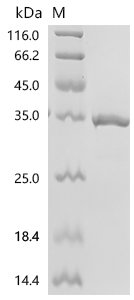 Human Transcription factor E2-alpha (TCF3), partial Recombinant Protein, N-GST/C-His, Homo sapiens (Human), E.coli, N-terminal GST-tagged and C-terminal 6xHis-tagged, 37.6 kDa, purity >≥ 95% as determined by SDS-PAGE.