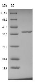 Aedes aegypti Long form salivary protein D7L1 (D7) Recombinant Protein, N-His, aa 18–321, Yeast, Yellowfever mosquito, Yeast, N-terminal 6xHis-tagged, 37.1 kDa, purity >≥ 90% as determined by SDS-PAGE.