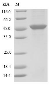 BK polyomavirus Minor capsid protein VP2 Recombinant Protein, N-His, aa 2–351, E.coli, BK polyomavirus (BKPyV) (Human polyomavirus 1), E.coli, N-terminal 6xHis-tagged, 43.7 kDa, purity >≥ 85% as determined by SDS-PAGE.