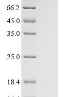 Mouse Solute carrier family 2, facilitated glucose transporter member 1 (Slc2a1), partial Recombinant Protein - BioCrest Sci