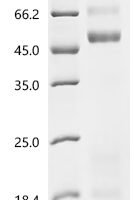 Mouse Coagulation factor X (F10) Recombinant Protein - BioCrest Sci