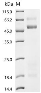 Mouse Coagulation factor X (F10) Recombinant Protein, Mus musculus (Mouse), Mammalian cell, C-terminal 10xHis-tagged, 53.4 kDa, purity >≥ 95% as determined by SDS-PAGE.