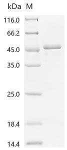 Human Integrin alpha-IIb (ITGA2B), partial Recombinant Protein, C-His, Homo sapiens (Human), E.coli, C-terminal 6xHis-tagged, 33.9 kDa, purity >≥ 90% as determined by SDS-PAGE.