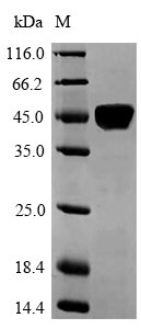 Human Laminin subunit alpha-5 (LAMA5), partial Recombinant Protein, Homo sapiens (Human), E.coli, N-terminal 6xHis-SUMO-tagged, 47.1 kDa, purity >≥ 90% as determined by SDS-PAGE.