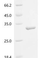 Human Peptide deformylase, mitochondrial (PDF) Recombinant Protein - BioCrest Sci