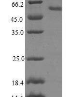 Human Ras-related protein Rab-23 (RAB23) Recombinant Protein - BioCrest Sci