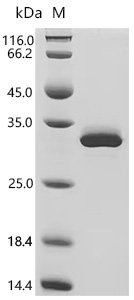 Human Myocilin (MYOC) Recombinant Protein, Mammalian cell, C-terminal 10xHis-tagged, 55.1 kDa, purity >≥ 95% as determined by SDS-PAGE.