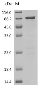 Human GTPase KRas (KRAS) (G12C), partial, Biotinylated Recombinant Protein, Homo sapiens (Human), E.coli, N-terminal MBP-tagged and C-terminal 6xHis-Avi-tagged, 67.1 kDa, purity >≥ 85% as determined by SDS-PAGE.
