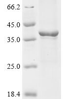 Rat Chemokine (C-X-C motif) ligand 13 (Cxcl13), partial Recombinant Protein - BioCrest Sci