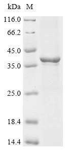 Rat Chemokine (C-X-C motif) ligand 13 (Cxcl13), partial Recombinant Protein, Rattus norvegicus (Rat), E.coli, N-terminal 6xHis-GST-tagged, 41.3 kDa, purity >≥ 85% as determined by SDS-PAGE.