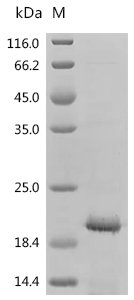 Mouse C-type natriuretic peptide (Nppc) Recombinant Protein, N-His/C-His, Mus musculus (Mouse), E.coli, N-terminal 6xHis-tagged and C-terminal 6xHis-tagged, 15.8 kDa, purity >≥ 85% as determined by SDS-PAGE.