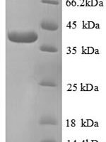 Human TRAF family member-associated NF-kappa-B activator (TANK), partial Recombinant Protein, N-GST - BioCrest Sci