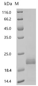 Mouse VIP peptides (Vip) Recombinant Protein, N-His-SUMOstar, Mus musculus (Mouse), Yeast, N-terminal 6xHis-sumostar-tagged, 21.8 kDa, purity >≥ 95% as determined by SDS-PAGE.