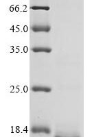 Salmonella enteritidis Cold shock protein CspA (cspA) Recombinant Protein - BioCrest Sci