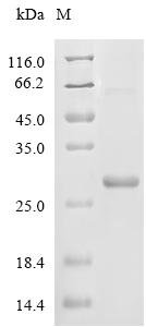 Bovine Beta-defensin 2 (DEFB2) Recombinant Protein, Bos taurus (Bovine), E.coli, N-terminal 6xHis-SUMO-tagged, 22.8 kDa, purity >≥ 85% as determined by SDS-PAGE.