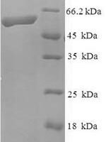 Mouse Kinesin-like protein KIF1A (Kif1a), partial Recombinant Protein - BioCrest Sci
