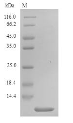 Phoneutria nigriventer Delta-ctenitoxin-Pn1a (PNTx4) Recombinant Protein, Phoneutria nigriventer (Brazilian armed spider) (Ctenus nigriventer), Yeast, N-terminal 6xHis-tagged, 7.3 kDa, purity >≥ 90% as determined by SDS-PAGE.
