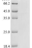 Human Protein NDNF (NDNF) Recombinant Protein - BioCrest Sci